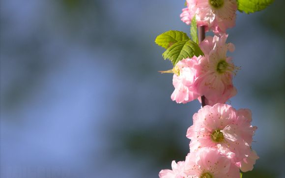 apature信号线声音如何