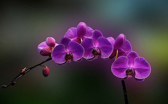 vga线是什么意思